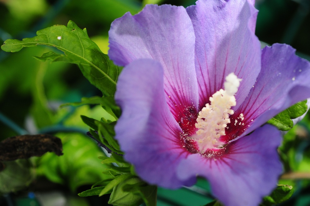 Lovely Flowers