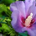 Lovely Flowers