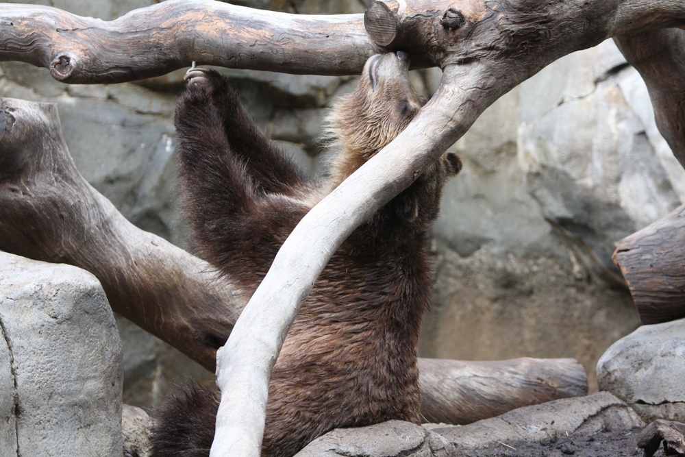 Grizzly Bear  San Diego Zoo