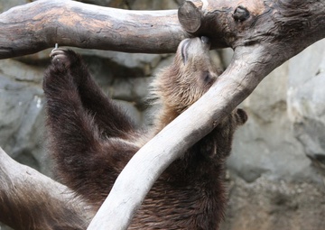 ‘Roaring’ fun with San Diego Zoo