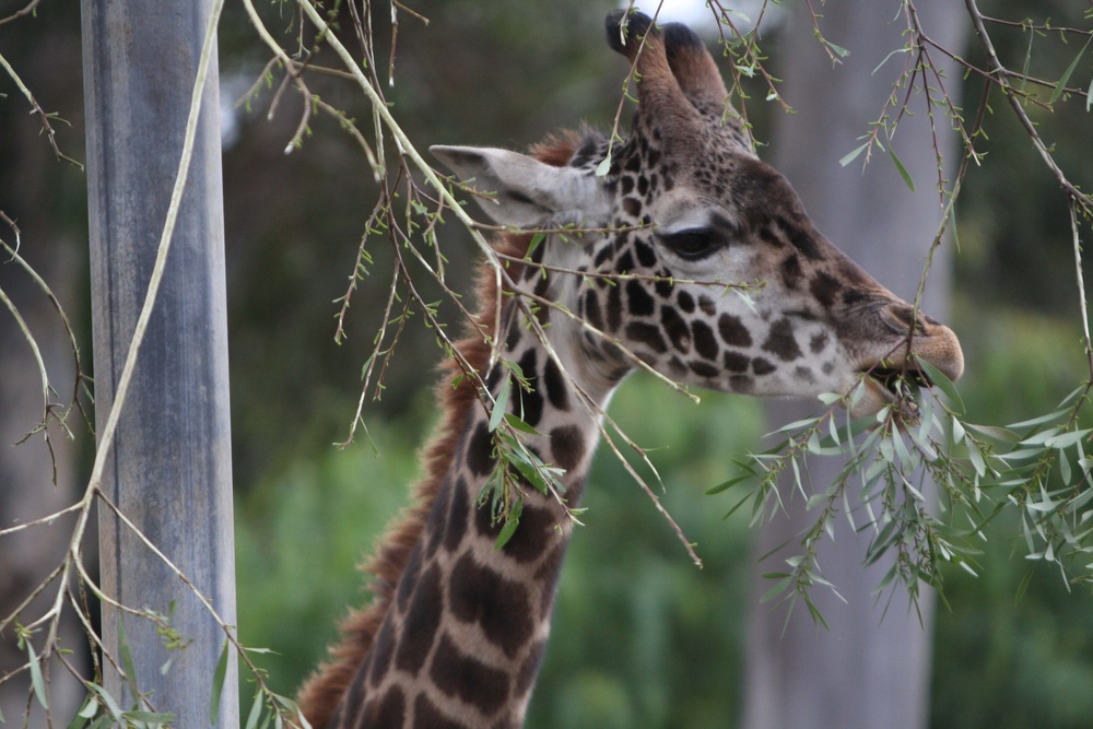 ‘Roaring’ fun with San Diego Zoo