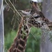 ‘Roaring’ fun with San Diego Zoo