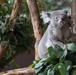 ‘Roaring’ fun with San Diego Zoo