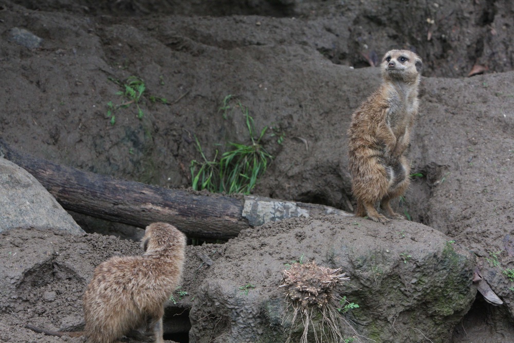 ‘Roaring’ fun with San Diego Zoo