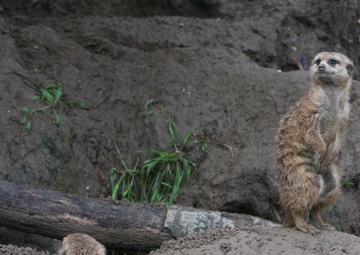 ‘Roaring’ fun with San Diego Zoo