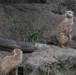 ‘Roaring’ fun with San Diego Zoo