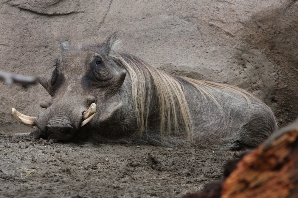 ‘Roaring’ fun with San Diego Zoo