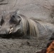 ‘Roaring’ fun with San Diego Zoo