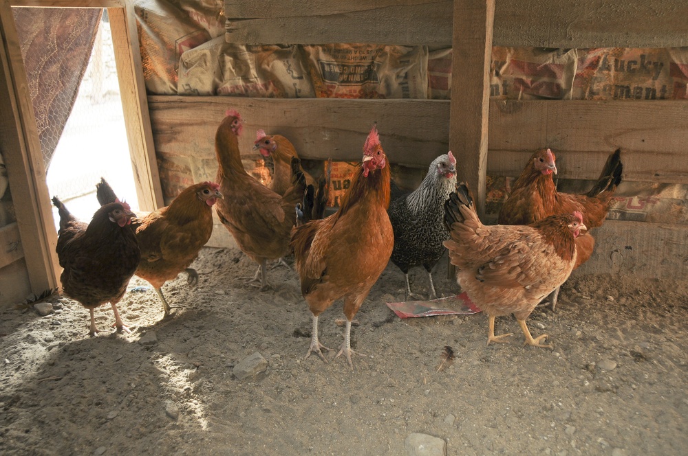 Iowa ADT small poultry project a sustainable success