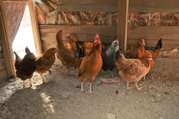 Iowa ADT small poultry project a sustainable success