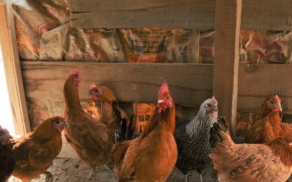 Iowa ADT small poultry project a sustainable success