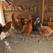 Iowa ADT small poultry project a sustainable success