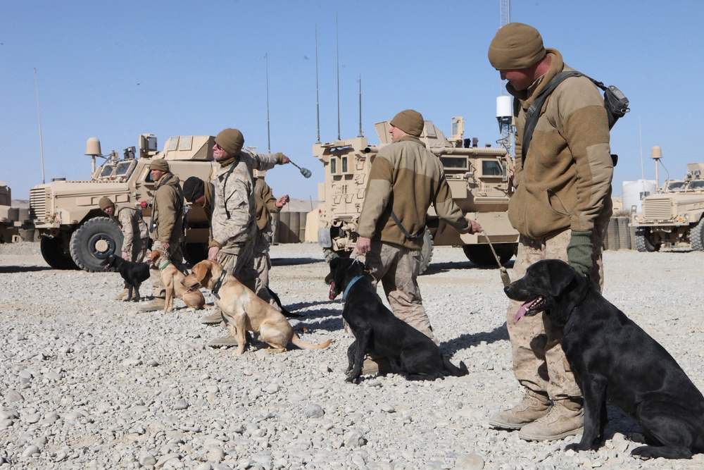 Dogs hunt out IEDs, save Marines’ lives
