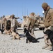 Dogs hunt out IEDs, save Marines’ lives