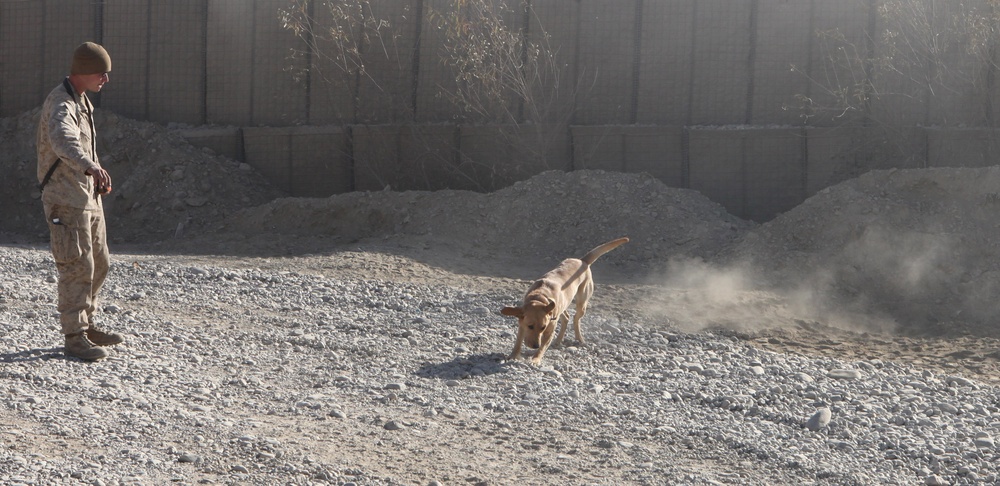 Dogs hunt out IEDs, save Marines’ lives