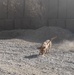 Dogs hunt out IEDs, save Marines’ lives