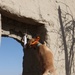 Dogs hunt out IEDs, save Marines’ lives