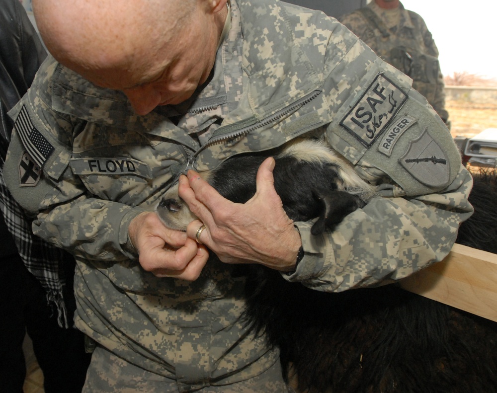 Kentucky ADT, Afghans conduct sheep study