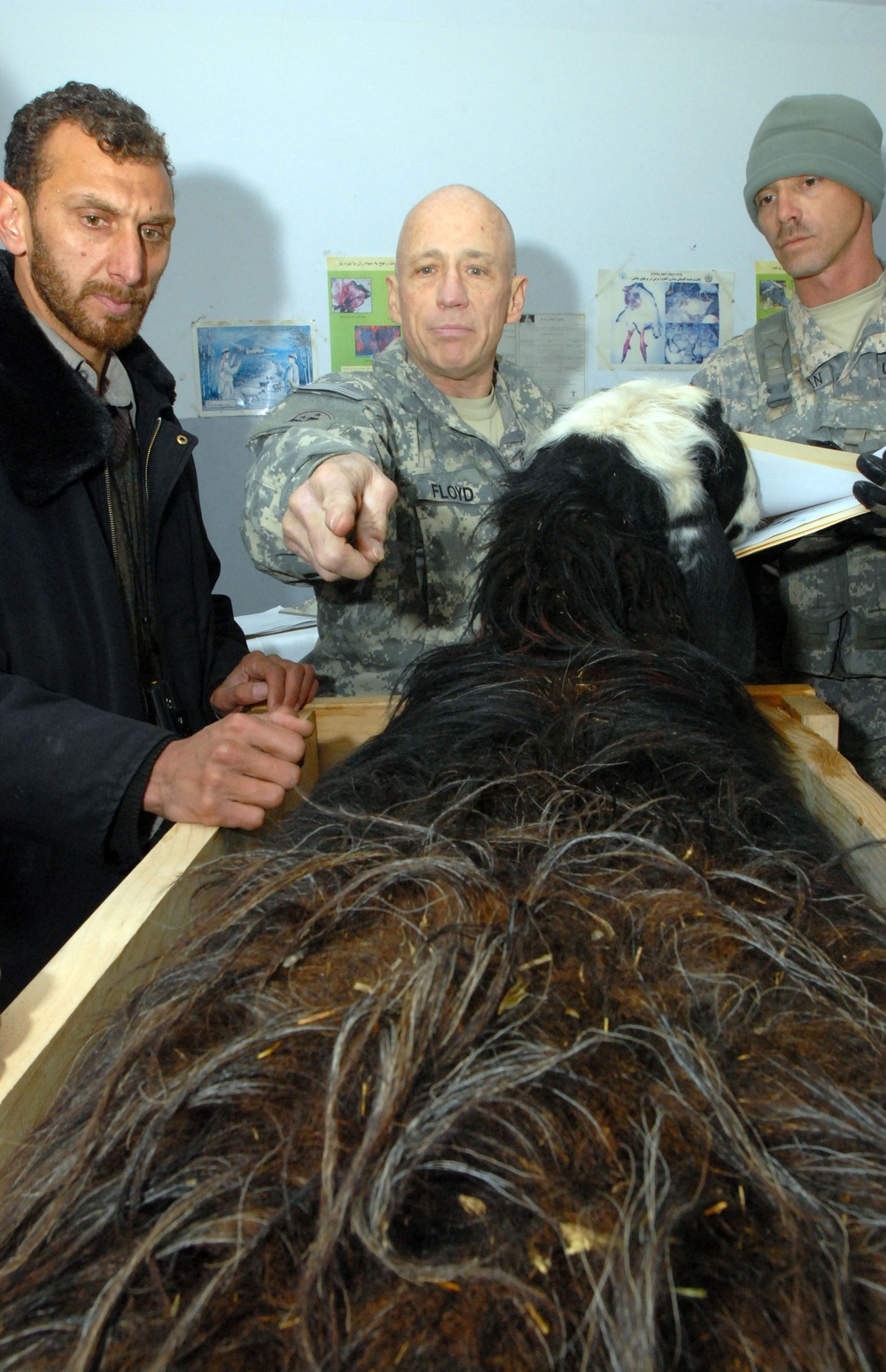 Kentucky ADT, Afghans conduct sheep study