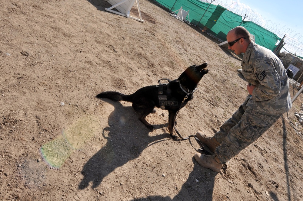 Bagram's Finest Military Working Dog