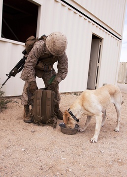 Lassie 2.0: Canine Marines snuff out IED threat for Lava Dogs