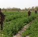 Operation Enduring Freedom- Patrol in the Green Zone