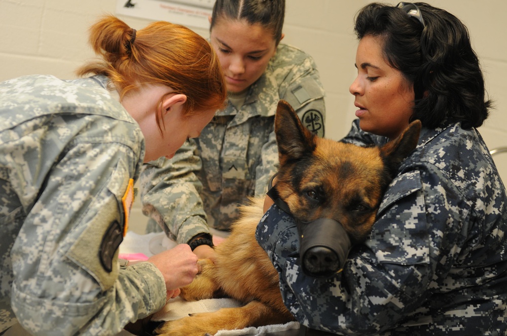 Vet Care at Guantanamo Bay Veterinary Treatment Facility