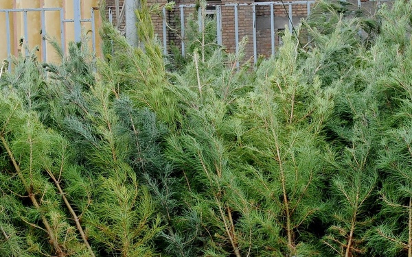 KY ADT donates 3,500 evergreens to Panjshir