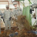 US soldiers clean Japan School