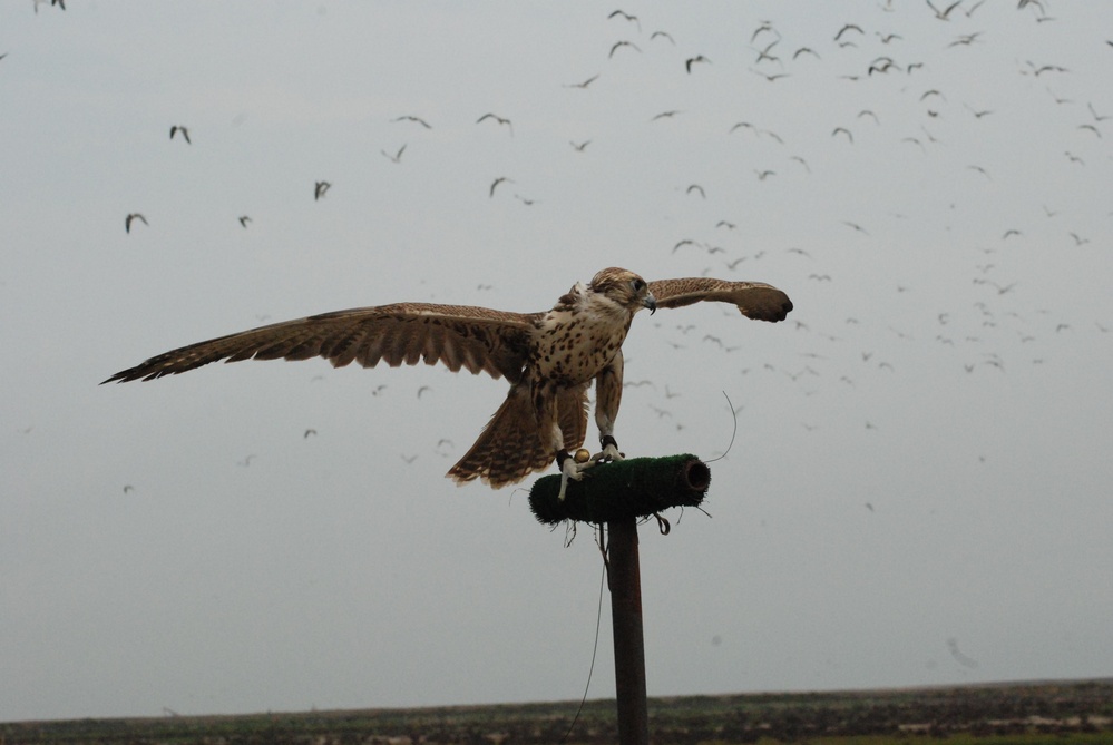 USACE Galveston District Employees Bird Abatement Program