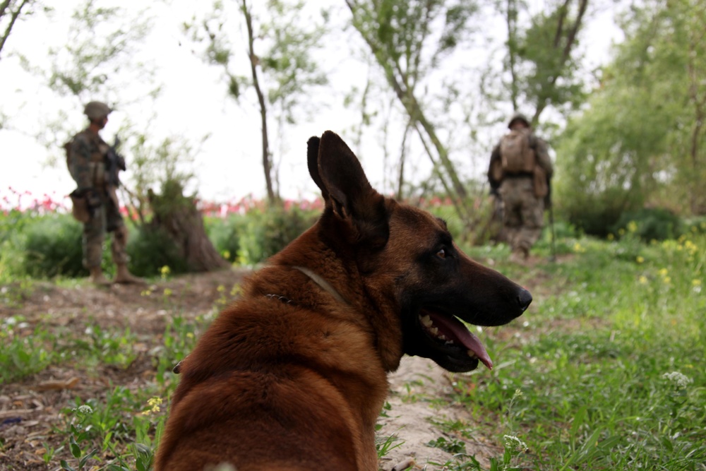 US Marines patrol west of Nahr-e Saraj canal