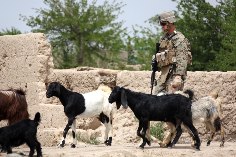 BLT 3/8 patrols Helmand's Green Zone