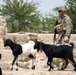 BLT 3/8 patrols Helmand's Green Zone