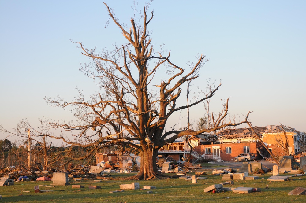 State tree ravaged by tornado