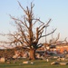 State tree ravaged by tornado