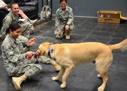 Combating stress with wags and pats