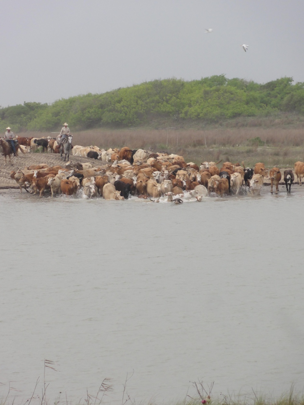 Cattle crossing at the Colorado River