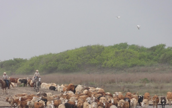Cattle crossing at the Colorado River