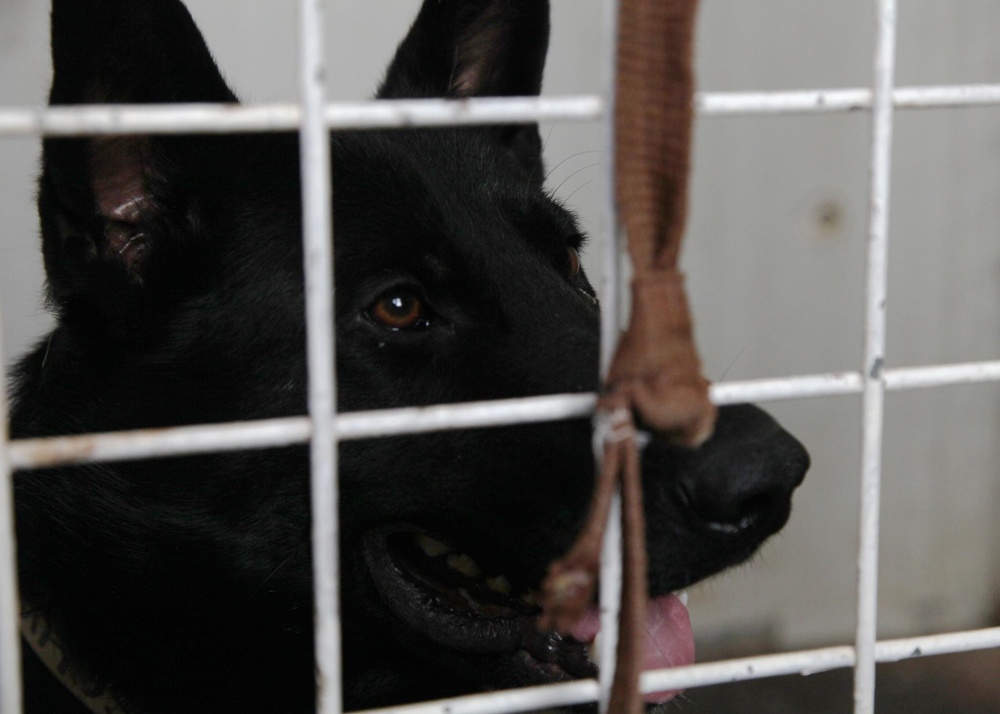 Basrah Iraqi police K-9 facility