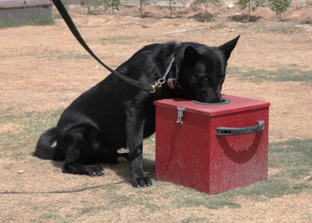 Basrah Iraqi police K-9 facility