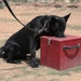 Basrah Iraqi police K-9 facility