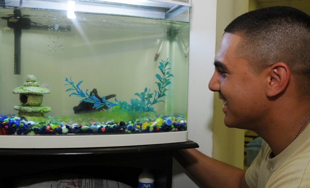 Memory of Soldier swims with fish