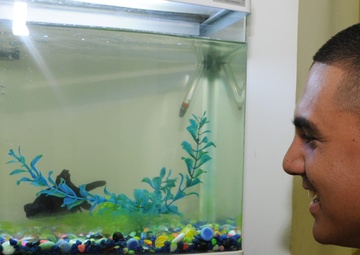 Memory of Soldier swims with fish