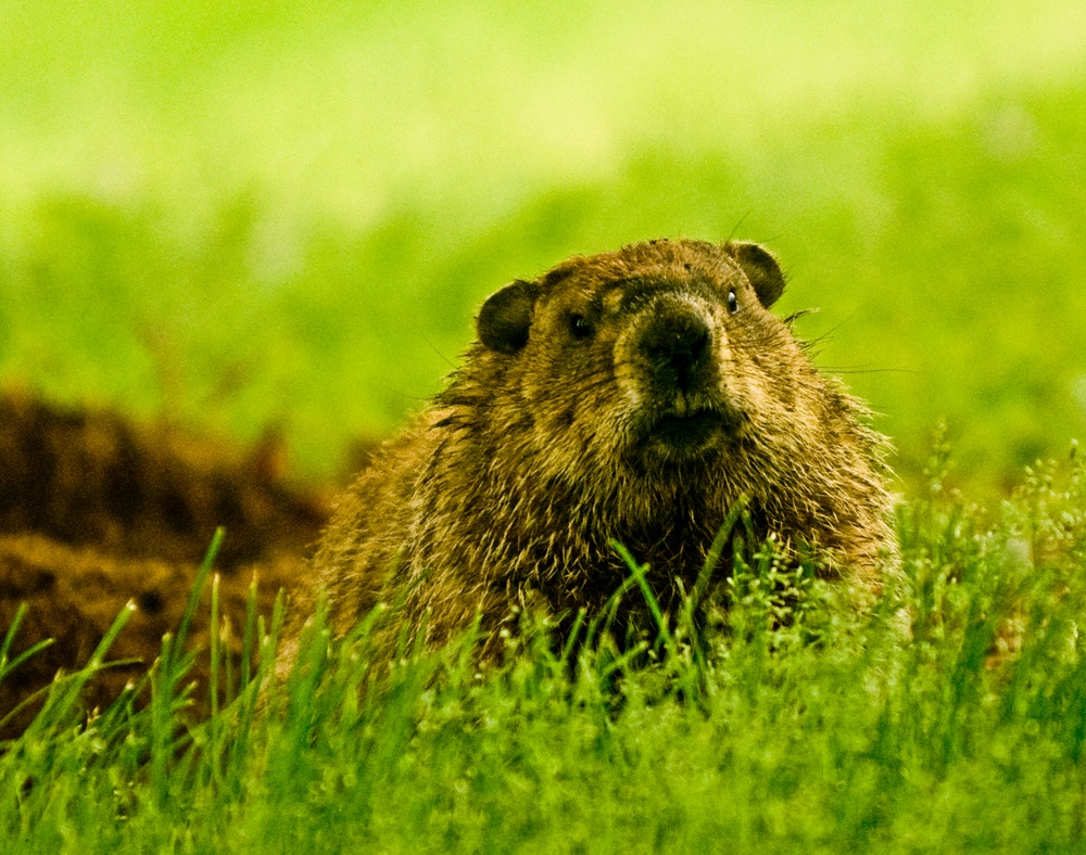 Furry threat lies below