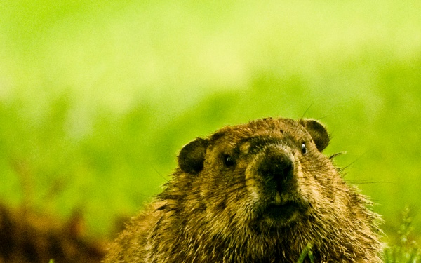 Furry threat lies below