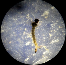 Tiny might brings armies to their knees: Malaria season keeps medical authorities on the alert