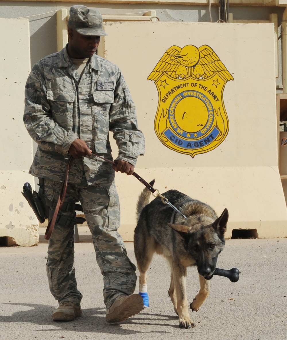 Military working dogs take bite out of opposition