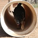 Major Terrorism K-9 Unit dog training