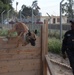 Major Terrorism K-9 Unit dog training