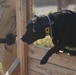 Major Terrorism K-9 Unit dog training